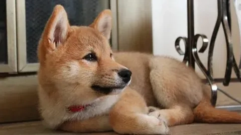 Tạo ngay bộ sưu tập với hình shiba meme đáng yêu và hài hước