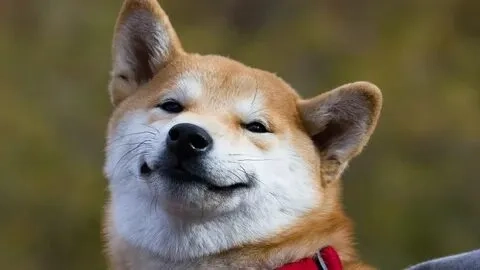 Dog meme shiba mang đến những giây phút thư giãn tuyệt vời