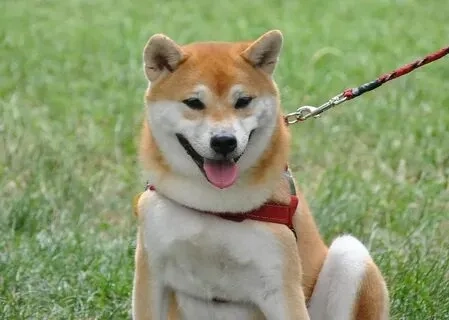 Cùng khám phá dog shiba meme với những khoảnh khắc vui nhộn