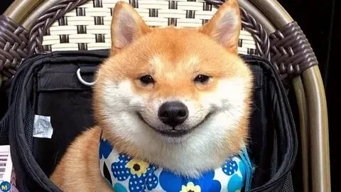 Mọi người sẽ không thể ngừng cười khi xem chó cheems meme