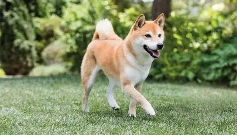 Chia sẻ ngay avatar meme cheems để thể hiện cá tính trên mạng