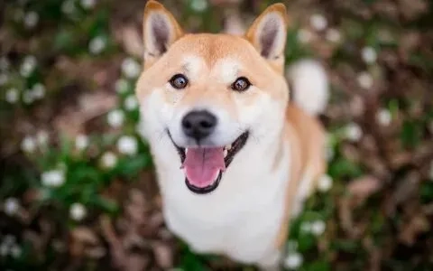 Khám phá ngay những hình ảnh cheems meme hài hước và dễ thương