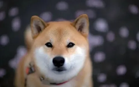 Ảnh meme cheems buồn sẽ làm bạn cảm thấy dễ thương và vui vẻ