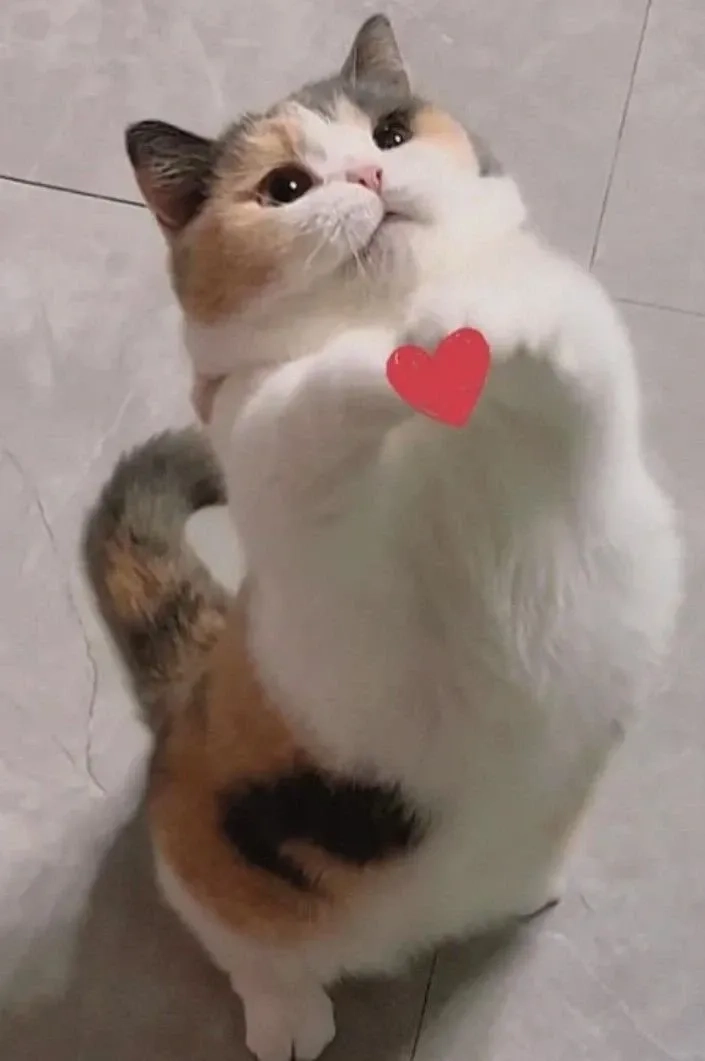 Meme thả tim hài dùng comment cực kỳ hợp lý