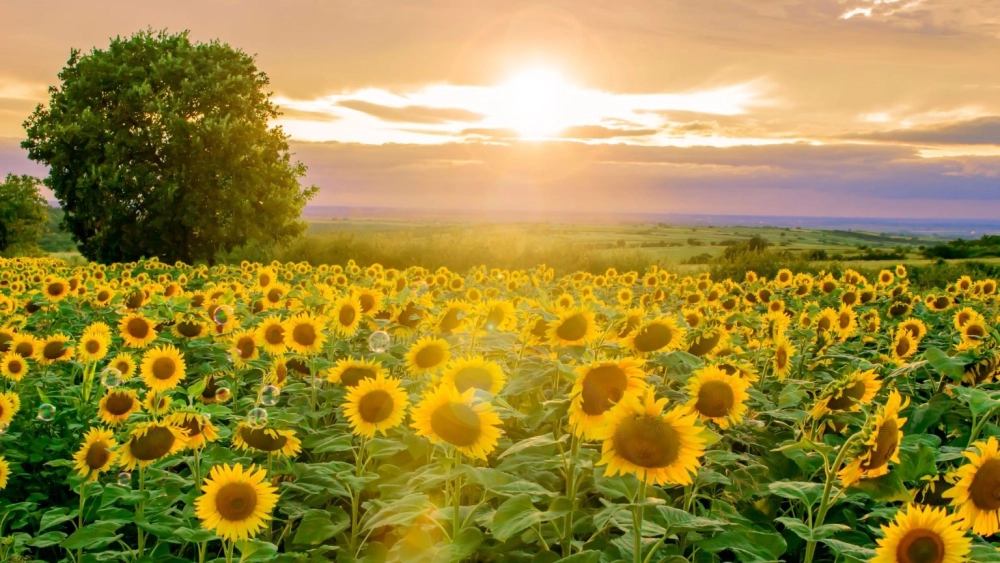 Ảnh thiên nhiên 4k tái hiện khung cảnh chân thực