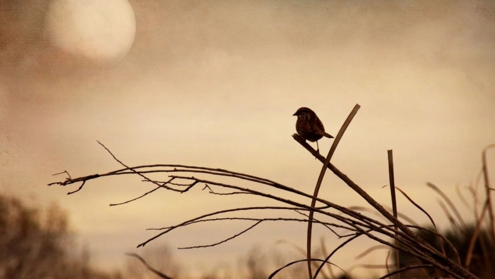 Phong cảnh buồn mang cảm giác trầm lắng sâu