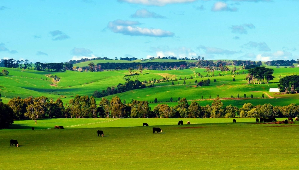Phong cảnh rừng Úc hoang dã và nguyên sinh