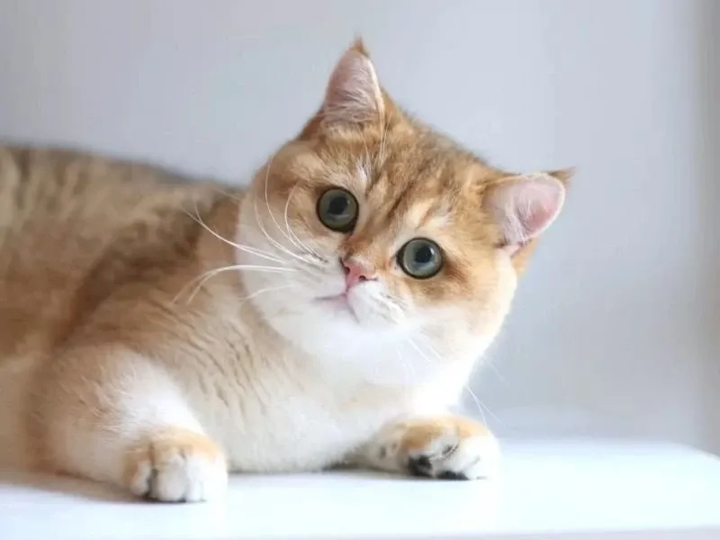 Bài meme chế ảnh meme hài thu hút nhiều lượt xem.