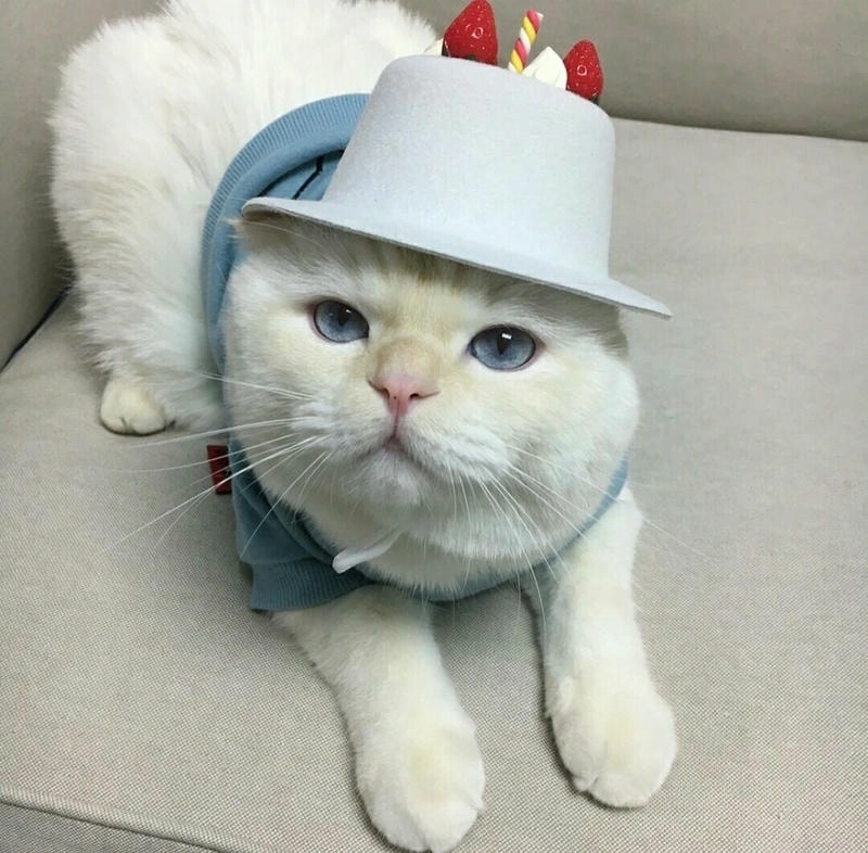 Avatar ngộ nghĩnh ảnh mèo cute nhìn là thấy đáng yêu.