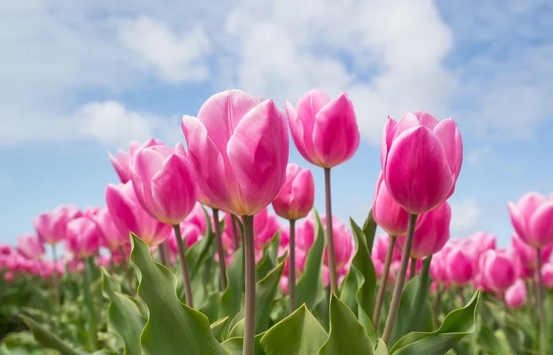 Hình nền hoa tulip làm hình nền đẹp.