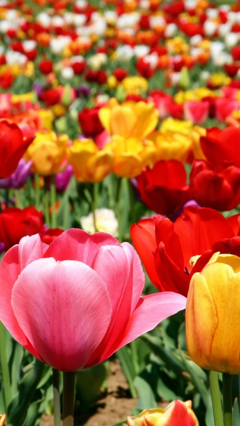 Hình nền hoa tulip nhẹ nhàng tinh tế.