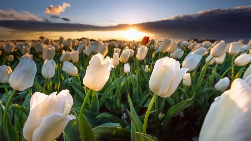 Hình nền hoa tulip đẹp chuẩn 4K rực rỡ và tinh tế nhất