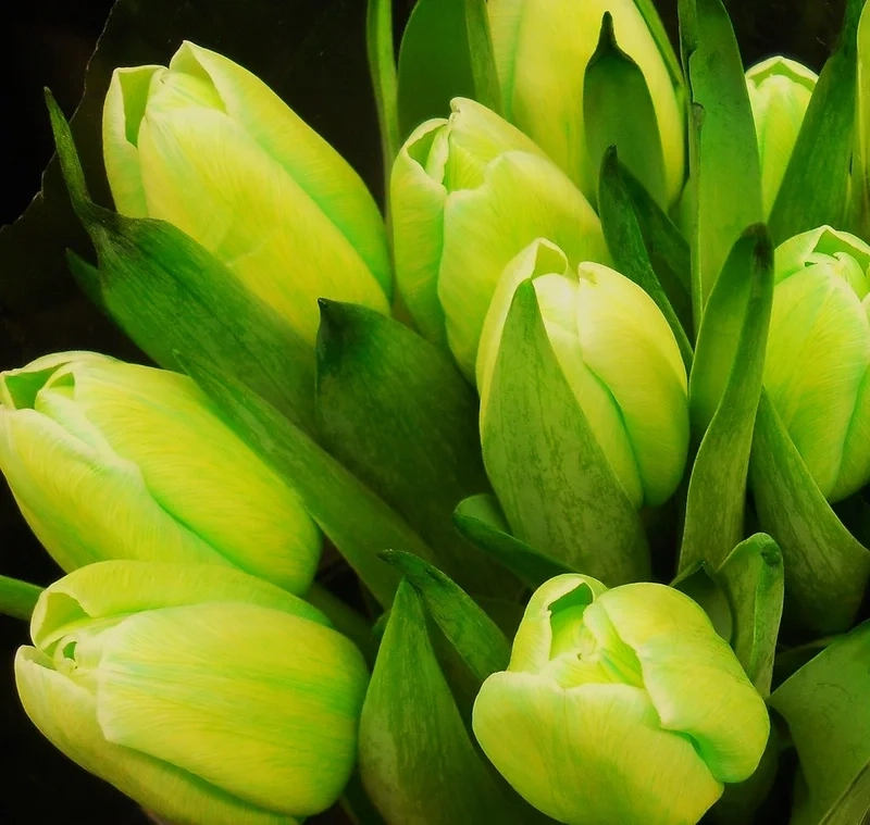 Hình nền hoa tulip xanh độc đáo.