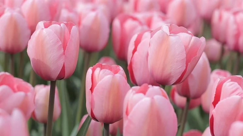 Hình nền máy tính hoa tulip tinh tế.