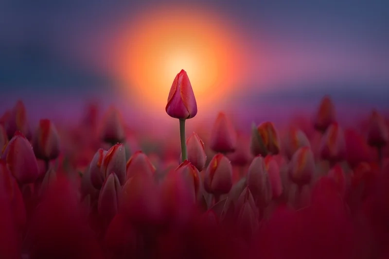 Hình nền hoa tulip full hd sắc nét.