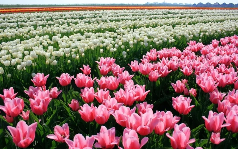 Hình nền hoa tulip hồng dịu dàng.