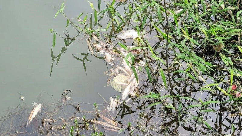 Ô nhiễm nguồn nước và cái chết trắng của thủy sinh