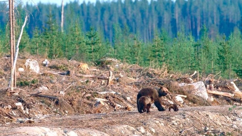 Sự suy giảm đa dạng sinh học và chuỗi thức ăn