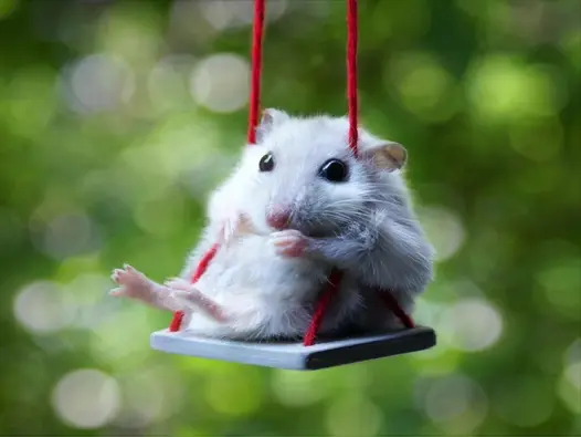 Hamster meme siêu dễ thương làm dậy sóng cộng đồng mạng