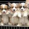 Bí quyết chọn mua chó Corgi giá rẻ chất lượng và thuần chủng năm 2026