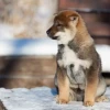 Khám Phá Thế Giới Dog Anime: Những Tác Phẩm Đáng Xem Nhất