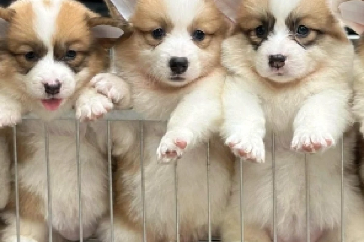 Bí quyết chọn mua chó Corgi giá rẻ chất lượng và thuần chủng năm 2026
