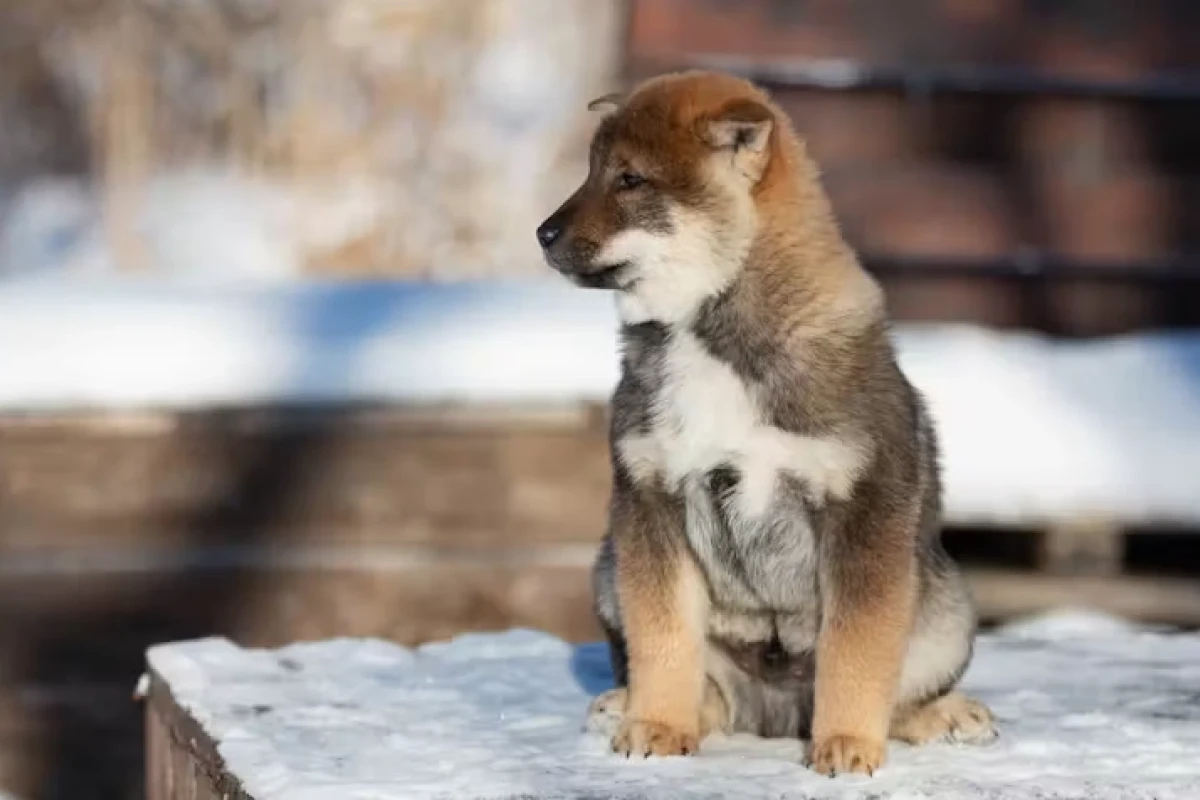 Khám Phá Thế Giới Dog Anime: Những Tác Phẩm Đáng Xem Nhất