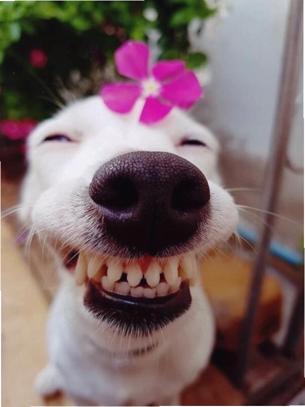 Ảnh chế chó mèo hài hước