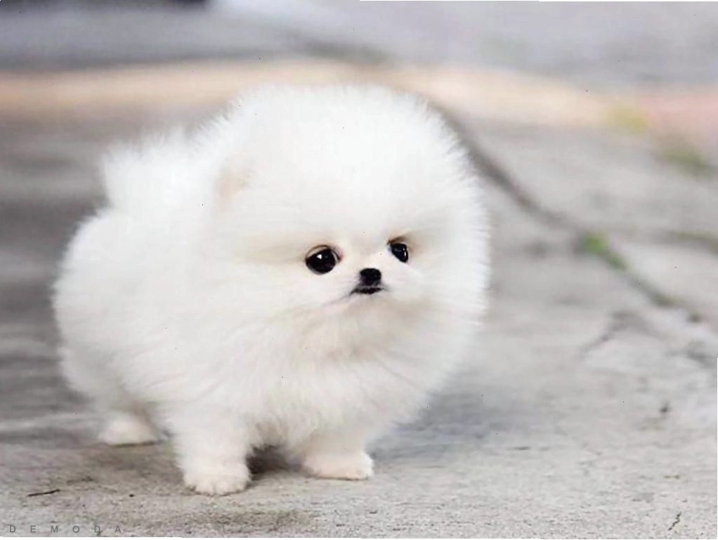 Ảnh chó cute với đôi mắt tròn xoe và khuôn mặt ngây thơ