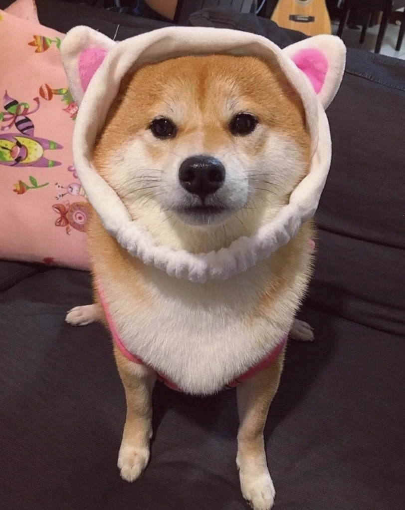 Ảnh chó Shiba dễ thương với bộ lông vàng óng