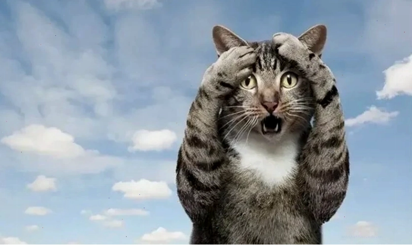 Ảnh meme cute biểu cảm hài hước