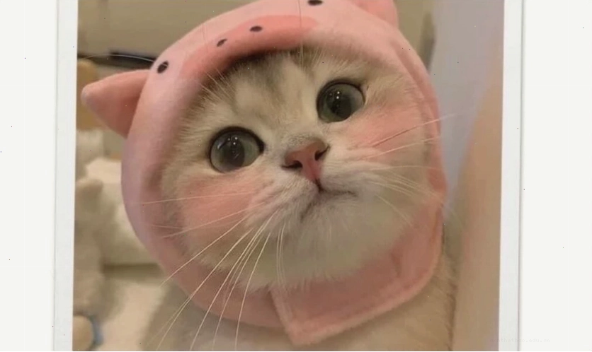 Ảnh meme dễ thương với nét ngộ nghĩnh