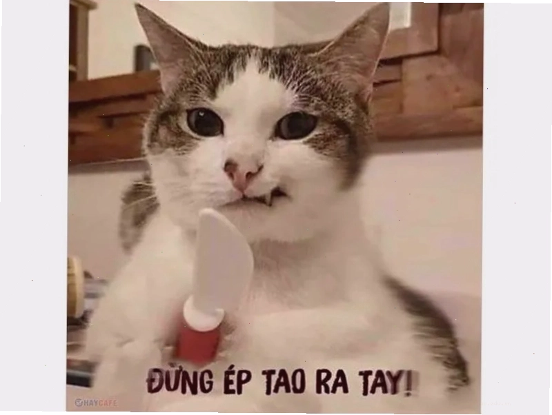 Ảnh meme hài hước