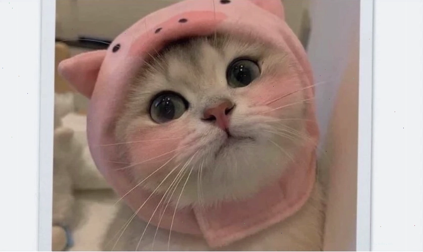 Ảnh meme mèo cute, dễ thương và hài hước
