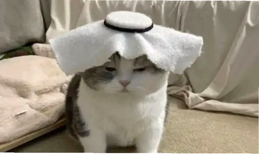 Ảnh meme mèo cute với dáng vẻ "khó ở"