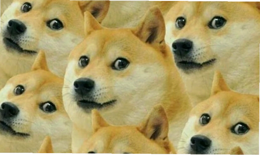 Avatar meme mèo hài hước với khoảnh khắc tự nhiên