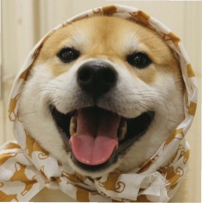 Avatar Shiba đáng yêu với biểu cảm tinh nghịch