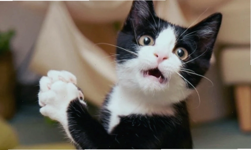 Biểu cảm ngơ ngác, vô tri trên ảnh meme cute