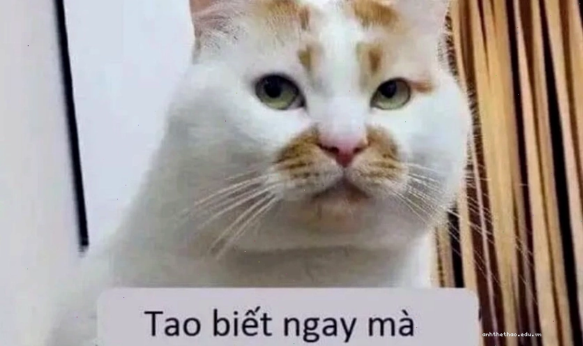 Biểu cảm "vô tri" đáng yêu trên ảnh meme không chữ