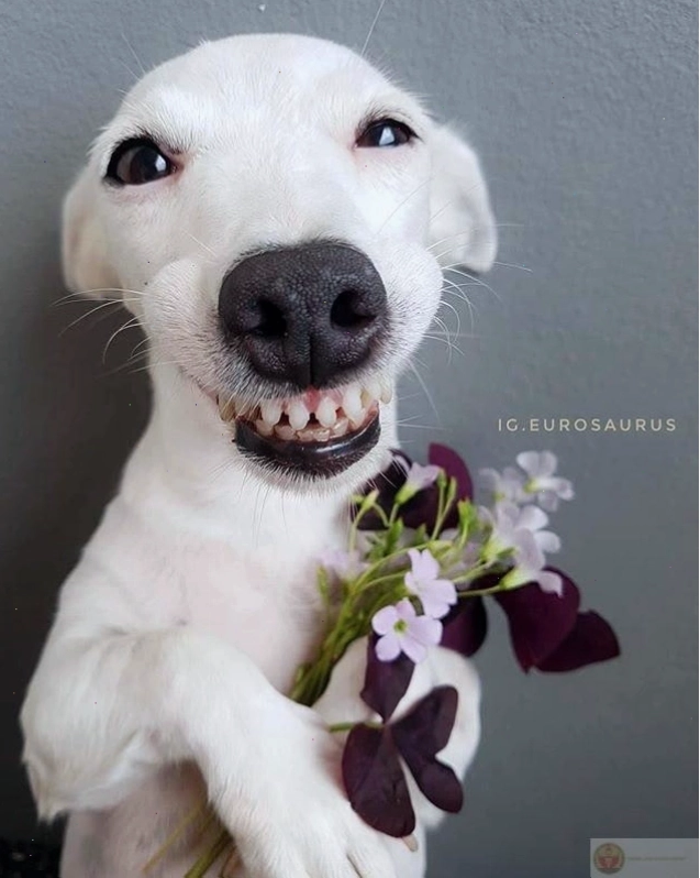 Bộ ảnh tặng hoa cute mang lại năng lượng tích cực