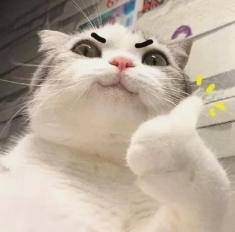 Bộ sưu tập cat like meme hài hước khiến bạn cười cả ngày