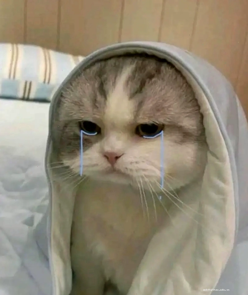 Bộ sưu tập meme crying cat cưng xỉu cho fan mèo