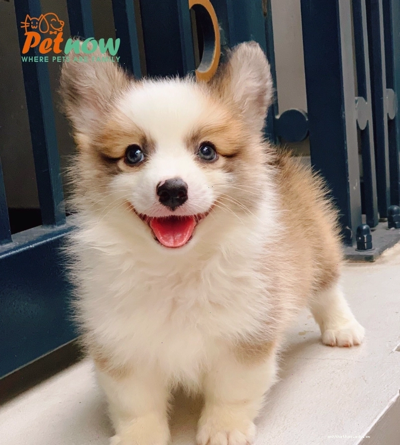 Chó Corgi lông dài màu Tricolor đẳng cấp