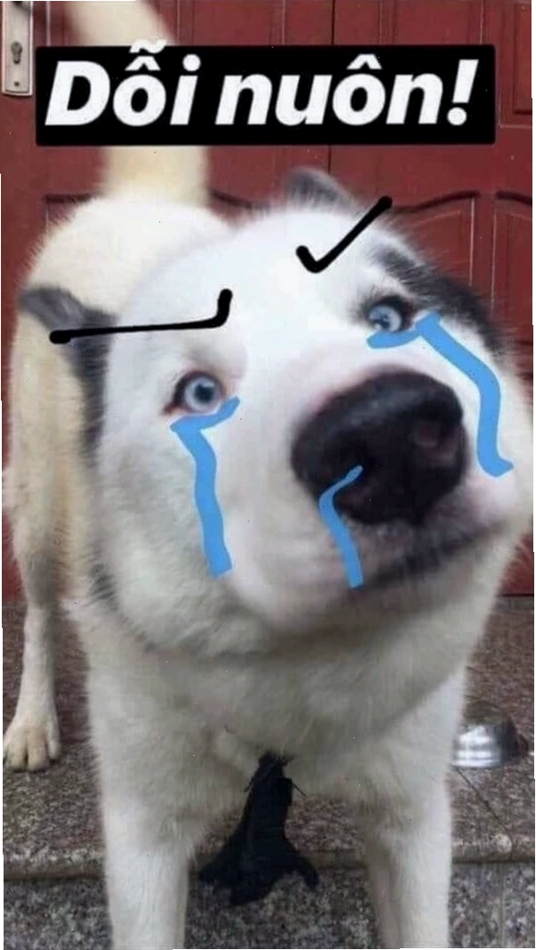 Chó meme
