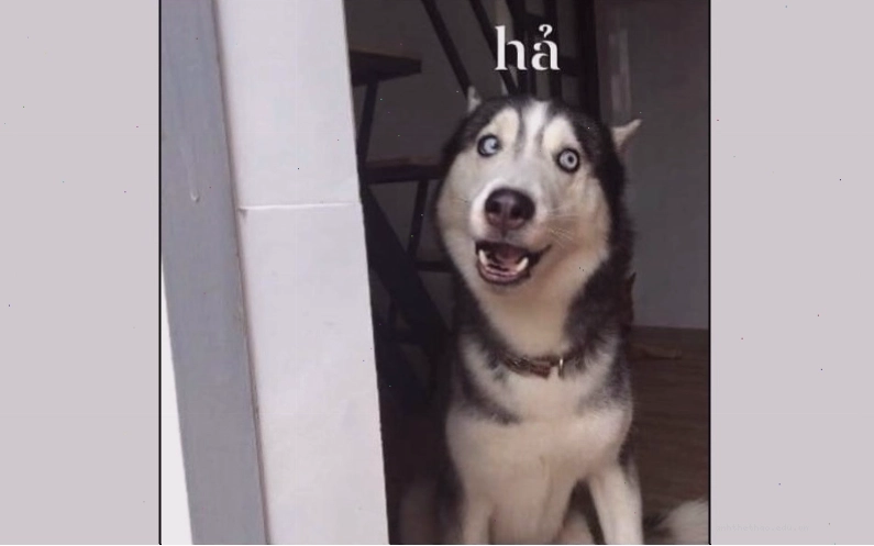 Chó meme