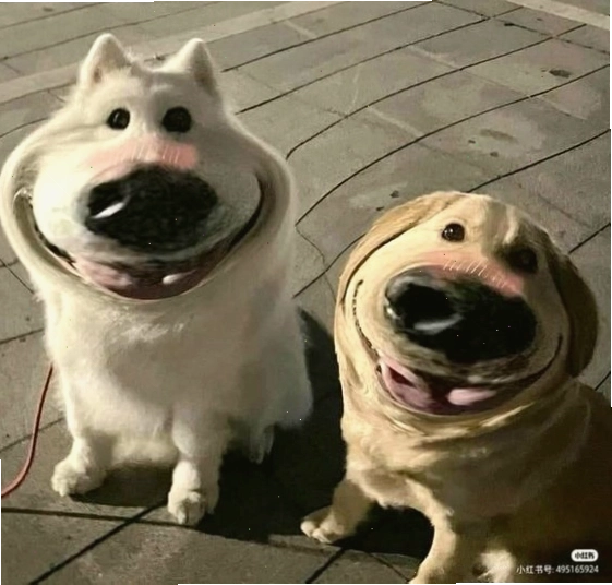 Chó meme đang ăn với vẻ mặt đầy biểu cảm