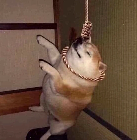 Chó meme đang ngủ với dáng vẻ hài hước