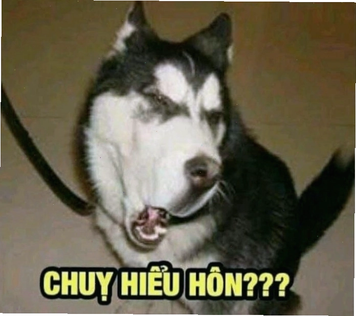 Chó meme đang ngước nhìn
