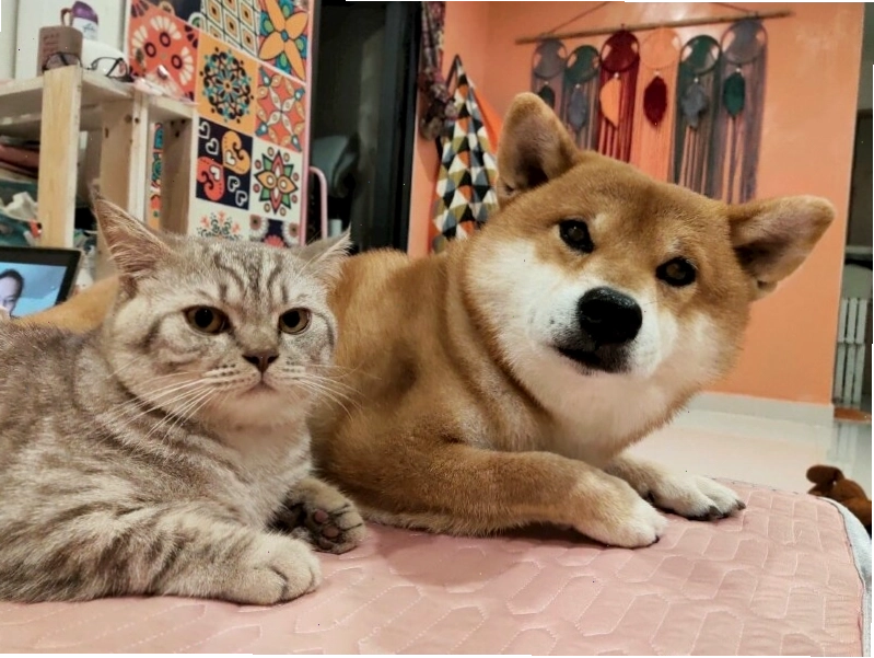 Chó meme nằm dài với vẻ mặt chán chường