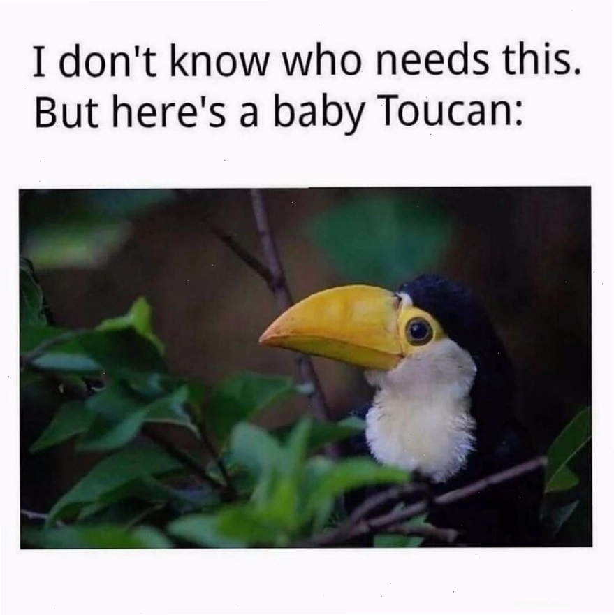 Chú chim toucan con với biểu cảm ngộ nghĩnh, một ví dụ về animal meme